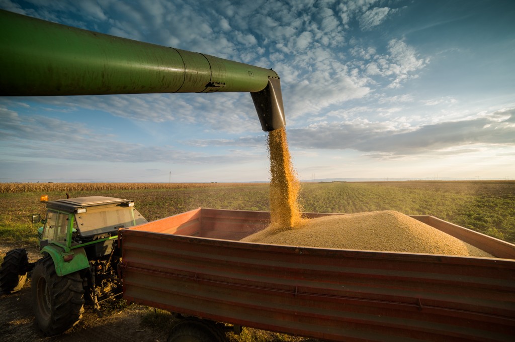 Pouring soy bean